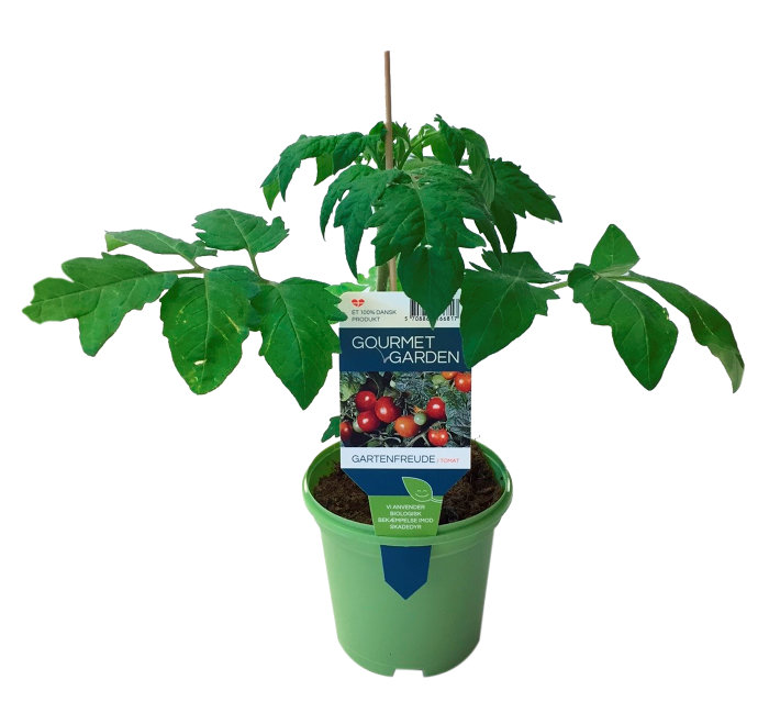 Tomatplanter mix i 11 cm potte
